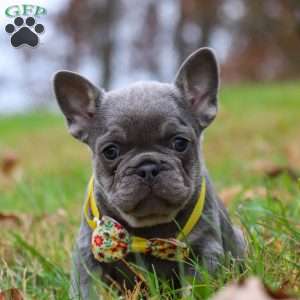 Ace, French Bulldog Puppy